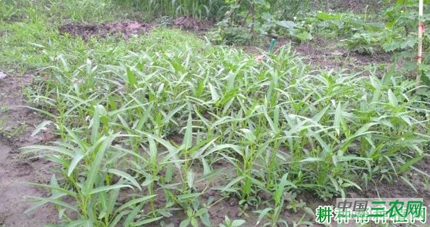 空心菜在什么时候种植？