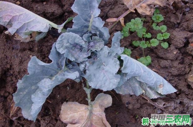 花椰菜软腐病如何防治? 花椰菜软腐病如何防治?