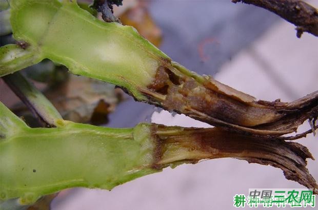 花椰菜软腐病如何防治? 花椰菜软腐病如何防治?