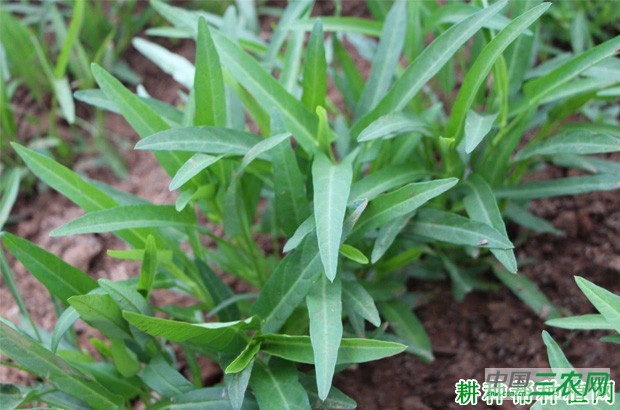 空心菜种植多长时间可采摘？