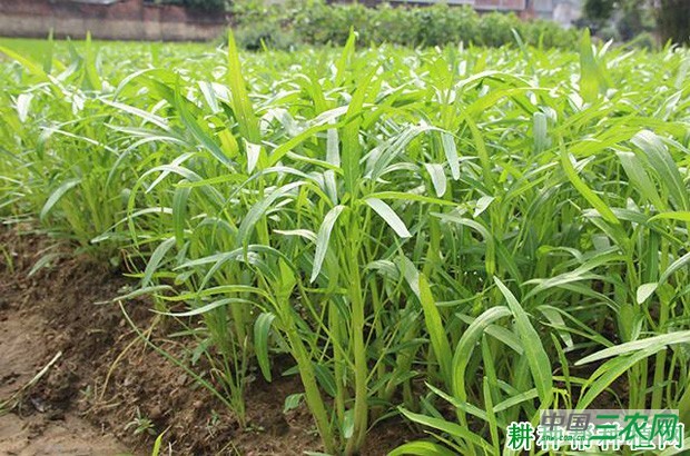 空心菜种植多长时间可采摘？