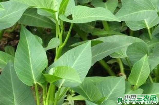 怎么样的环境适宜种植空心菜？