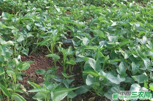 怎么样的环境适宜种植空心菜？