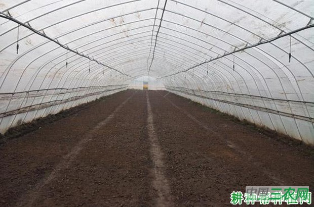 大棚种植冬茬空心菜如何种植？