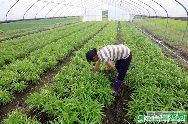 大棚种植冬茬空心菜如何种植？