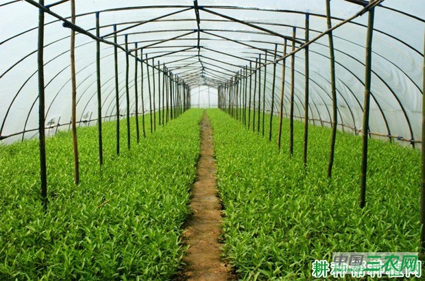 大棚种植冬茬空心菜如何种植？