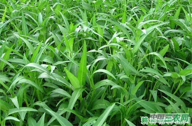 空心菜长怎么样？