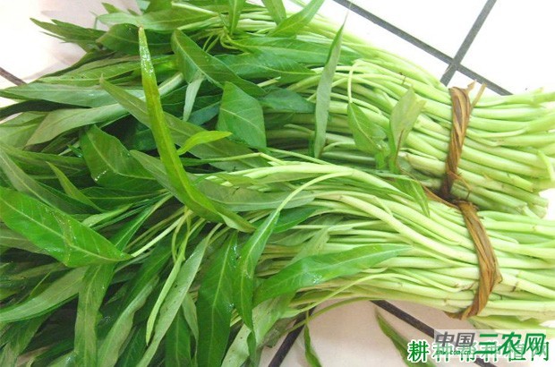 空心菜如何采收? 空心菜如何采收?