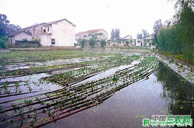 空心菜每亩种植多少株？