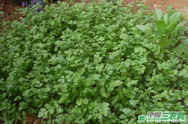 香菜（芫荽）什么时候播种？