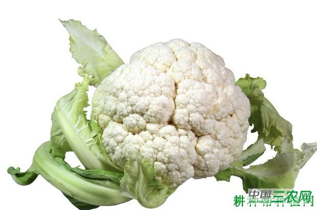 福门花椰菜品种好不好？