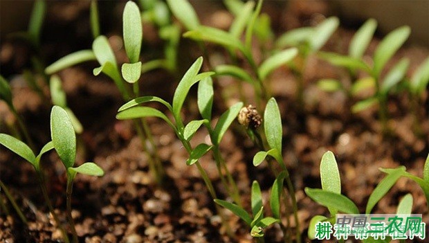 怎么样的环境适宜种植香菜（芫荽）？
