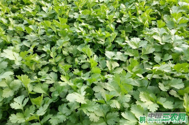 怎么样的环境适宜种植香菜（芫荽）？