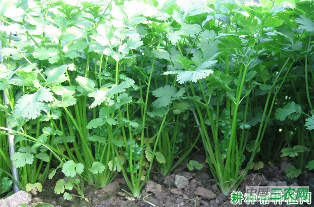怎么样的环境适宜种植香菜（芫荽）？
