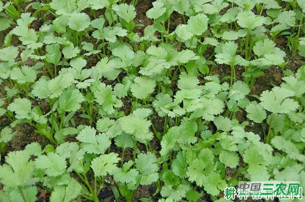 种植香菜（芫荽）为什么要间苗？