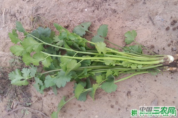 香菜长怎么样? 香菜长怎么样?