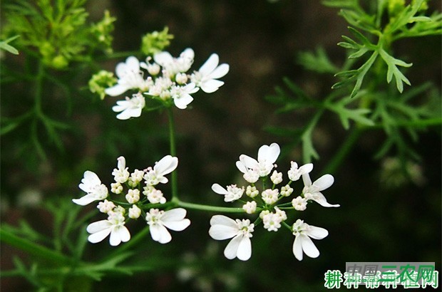 香菜长怎么样? 香菜长怎么样?
