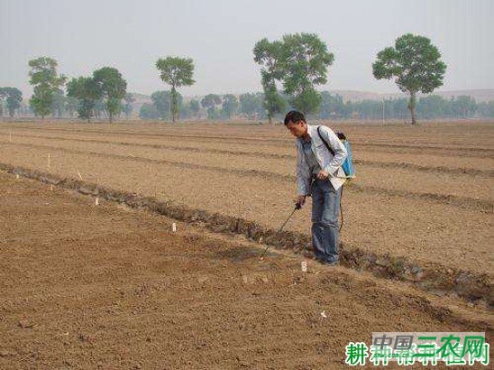 种植香菜（芫荽）可以用什么除草剂？