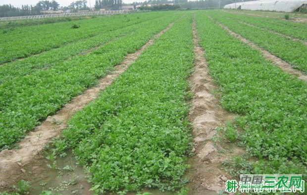 种植香菜（芫荽）可以用什么除草剂？