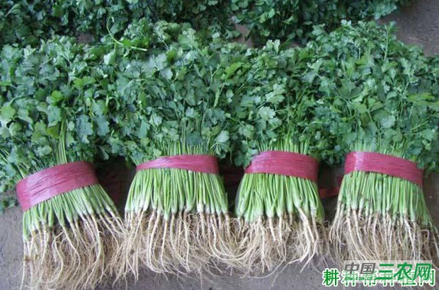 香菜(芫荽)亩产多少公斤? 香菜(芫荽)亩产多少公斤?