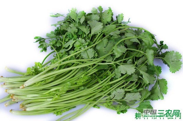 吃香菜（芫荽）有什么好处和坏处？