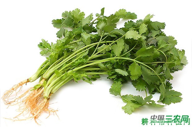 吃香菜（芫荽）有什么好处和坏处？