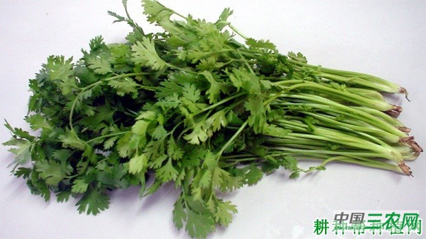 吃香菜（芫荽）有什么好处和坏处？