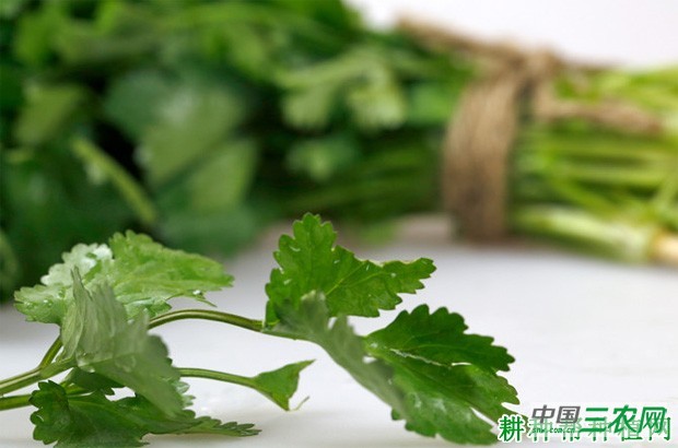 香菜（芫荽）有哪些功效与作用？