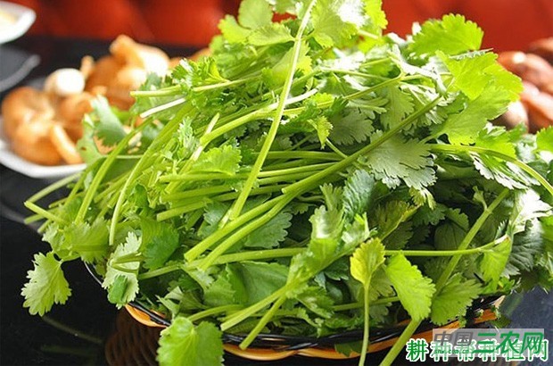 香菜（芫荽）有哪些功效与作用？