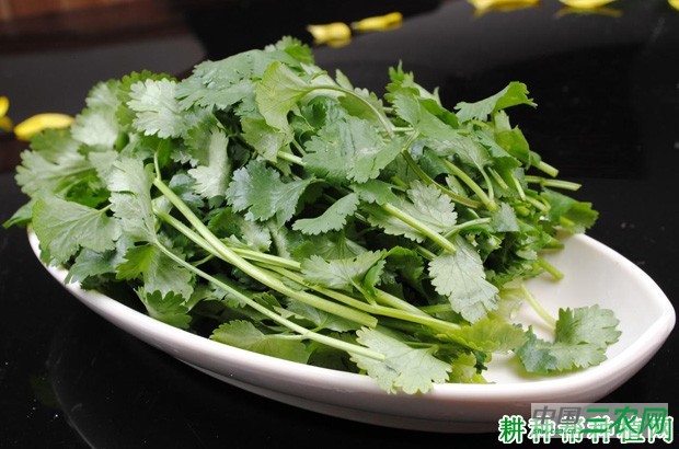 香菜（芫荽）有哪些功效与作用？