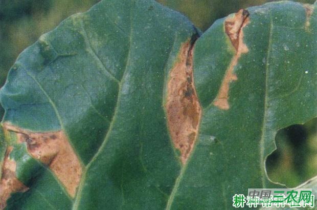 花椰菜黑斑病如何防治？