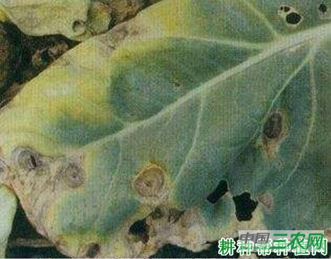 花椰菜黑斑病如何防治？
