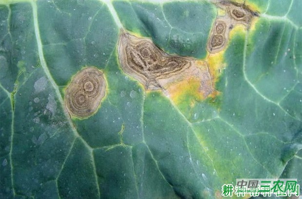 花椰菜黑斑病如何防治？