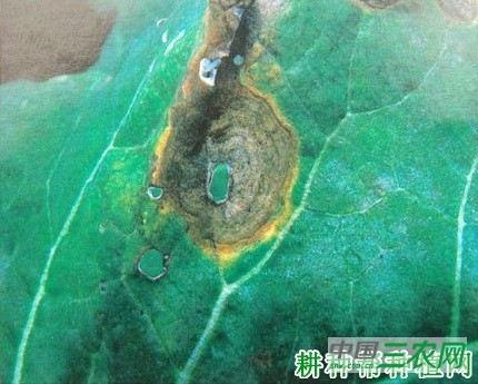 花椰菜黑斑病如何防治？