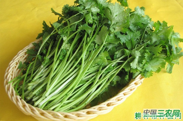 香菜（芫荽）有什么副作用？