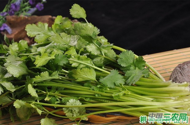 香菜（芫荽）有什么副作用？