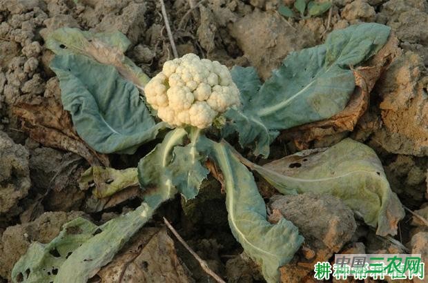 花椰菜黑根病如何防治? 花椰菜黑根病如何防治?