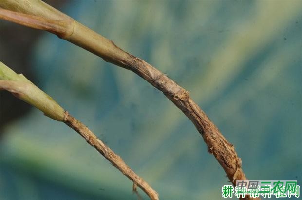 花椰菜黑根病如何防治? 花椰菜黑根病如何防治?