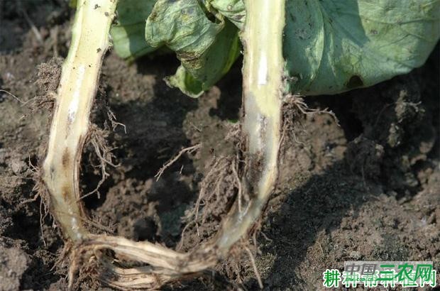 花椰菜黑根病如何防治? 花椰菜黑根病如何防治?