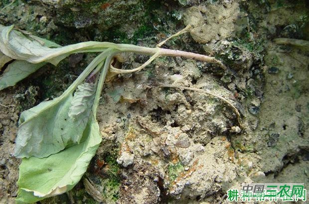 花椰菜猝倒病如何防治？