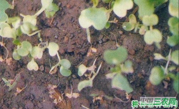 花椰菜猝倒病如何防治？