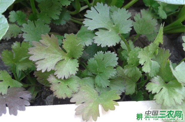 香菜（芫荽）的的原产地是哪里？