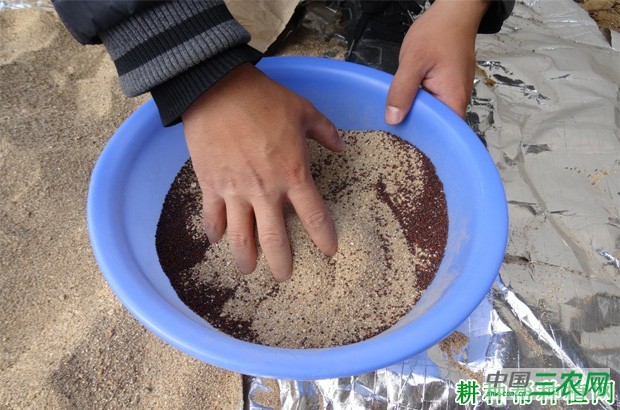 香菜（芫荽）种子怎么催芽？