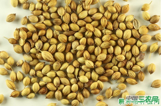 香菜（芫荽）种子怎么催芽？