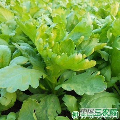 茼蒿菜有几种类型？