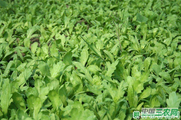 种植茼蒿菜如何施肥? 种植茼蒿菜如何施肥?