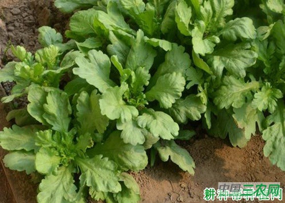 种植茼蒿菜如何施肥? 种植茼蒿菜如何施肥?