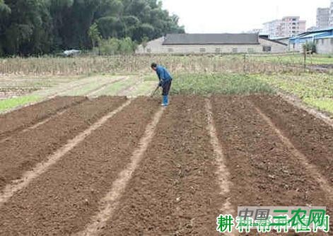 夏季香菜（芫荽）如何种植？