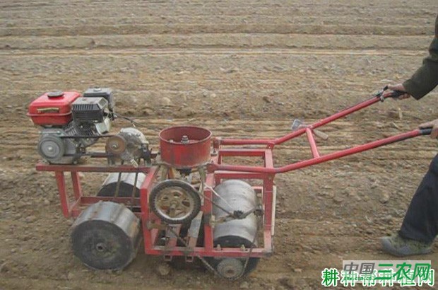 夏季香菜（芫荽）如何种植？