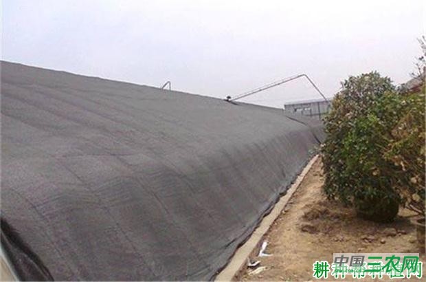 夏季香菜（芫荽）如何种植？